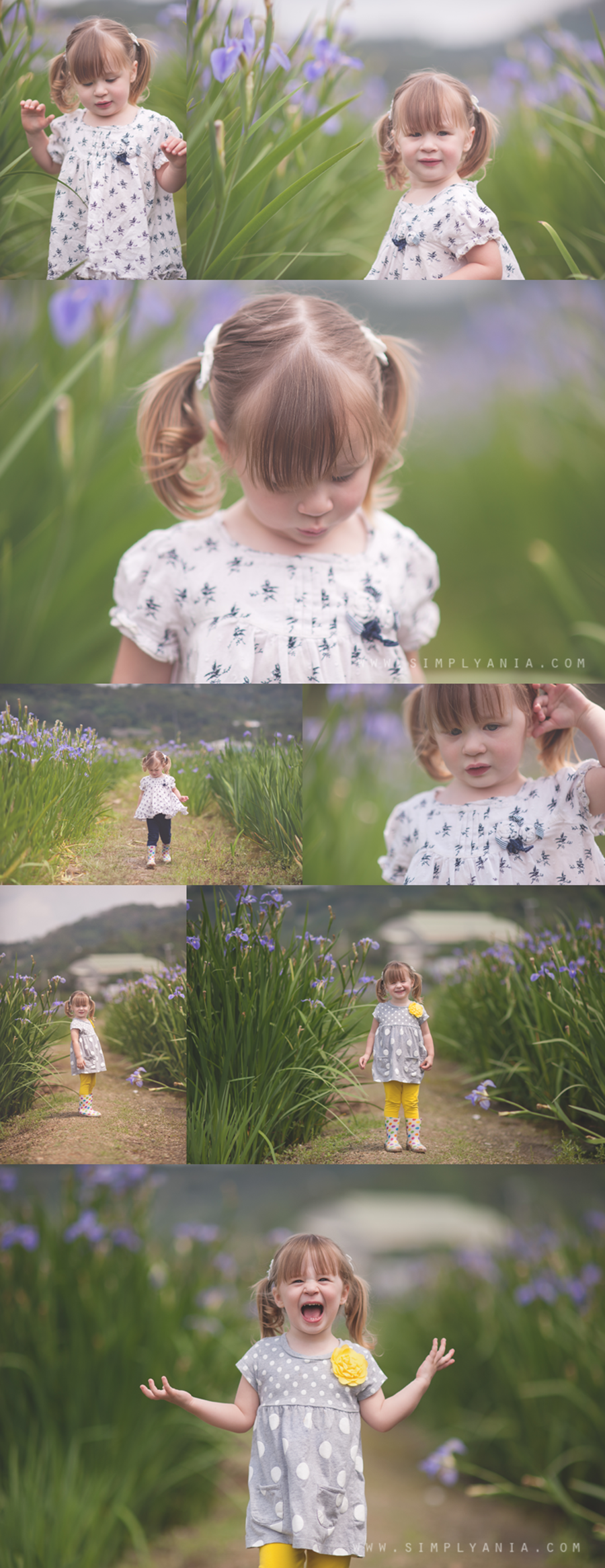 iris field okinawa, simply ania newborn photographer