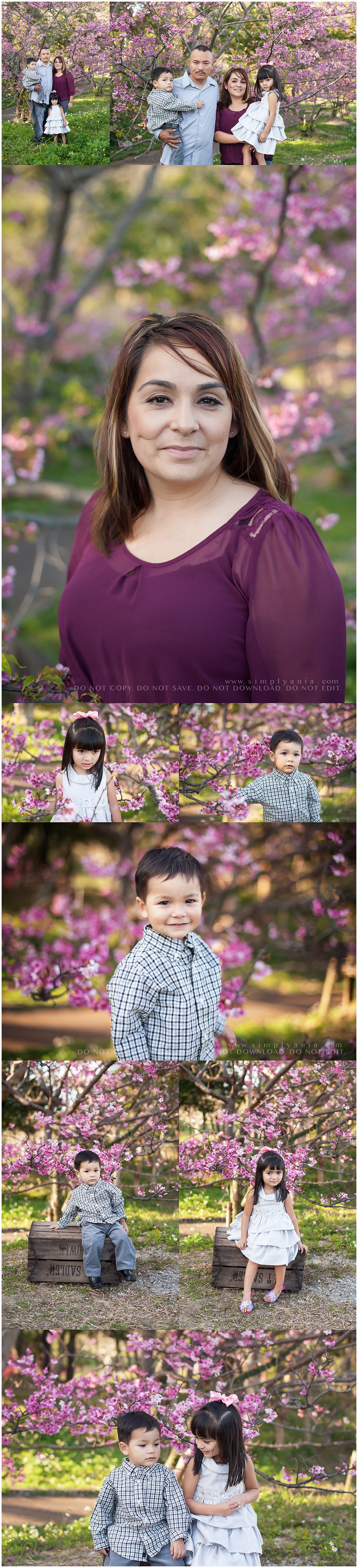 cherry blossom - simply ania - okinawa newborn photographer