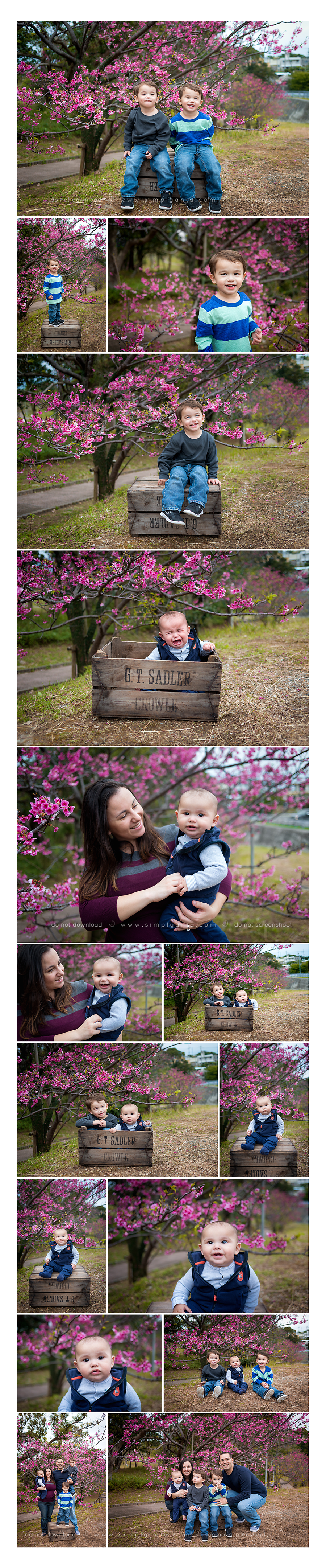 family cherry blossom session - okinawa newborn photographer